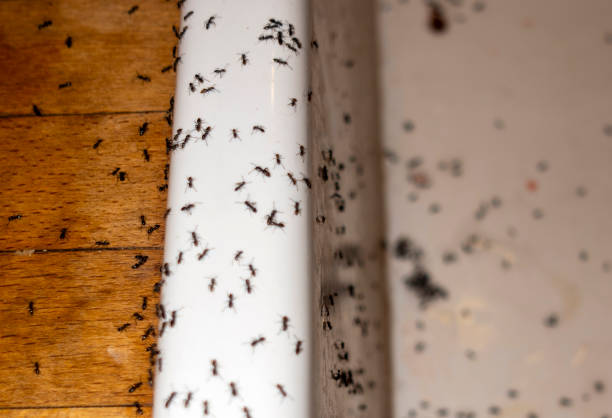 Best Wasp Removal Services  in Oakland, MD